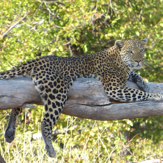 Tansania Safari & Zanzibar Badeferien